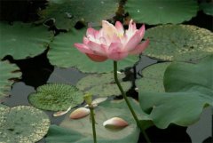 何谓“节气儿推”